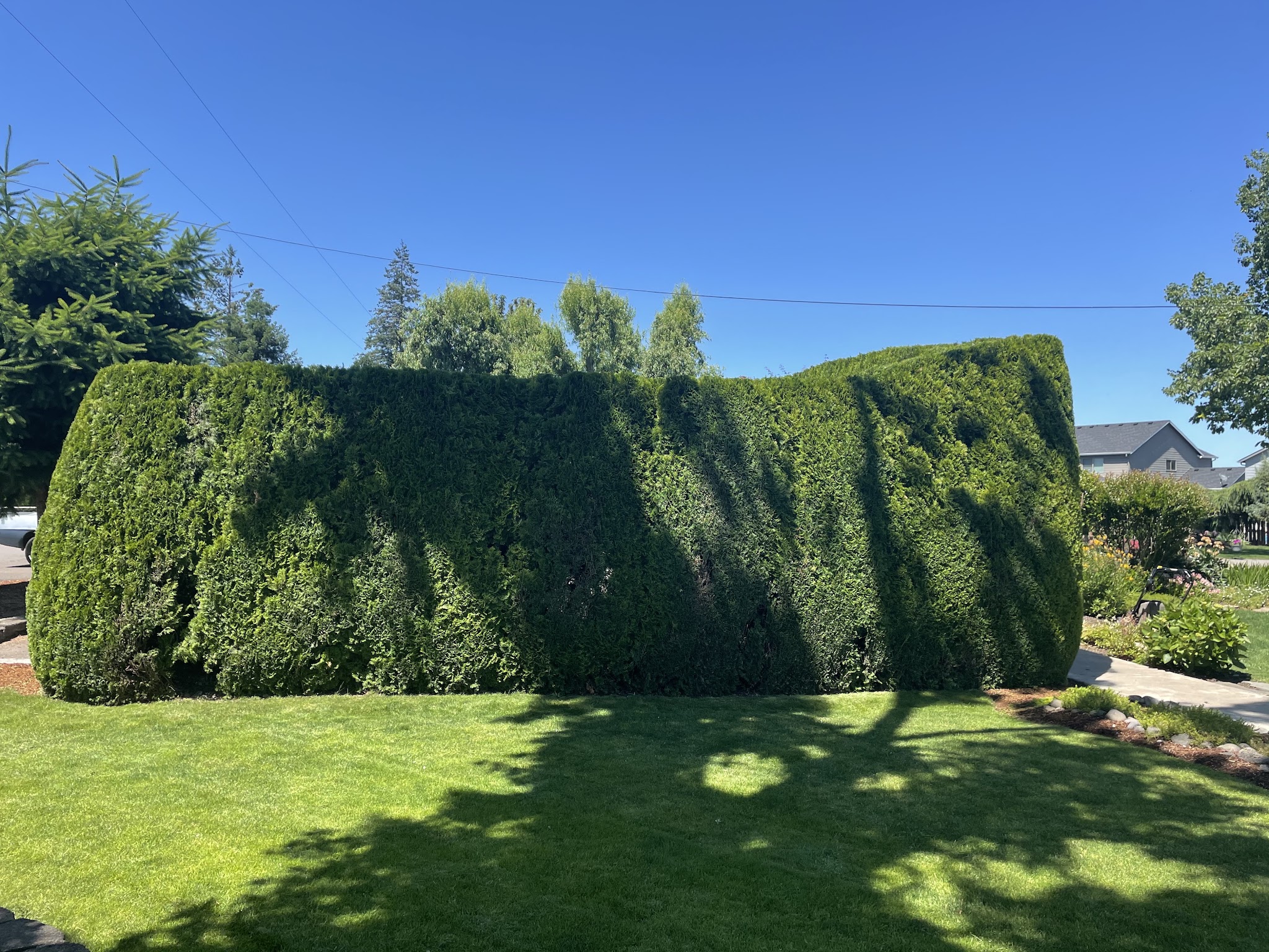Freshly trimmed hedge with clean lines by Mid Valley Lawn Care